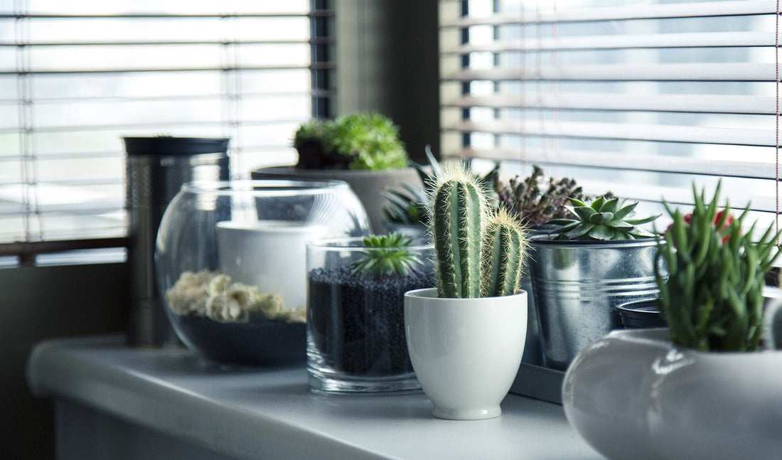 The Health Benefits of House Plants