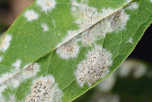 Powdery mildew on a leaf up close