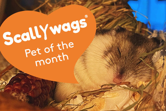 Cute hamster curled up asleep with Scallywags Pet of the Month logo