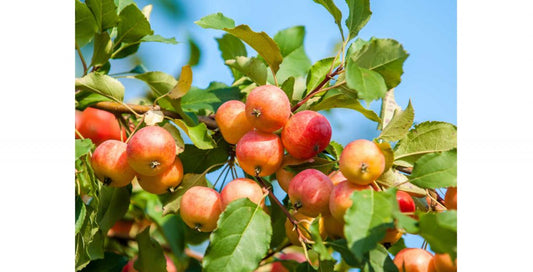 Growing Fruit Trees