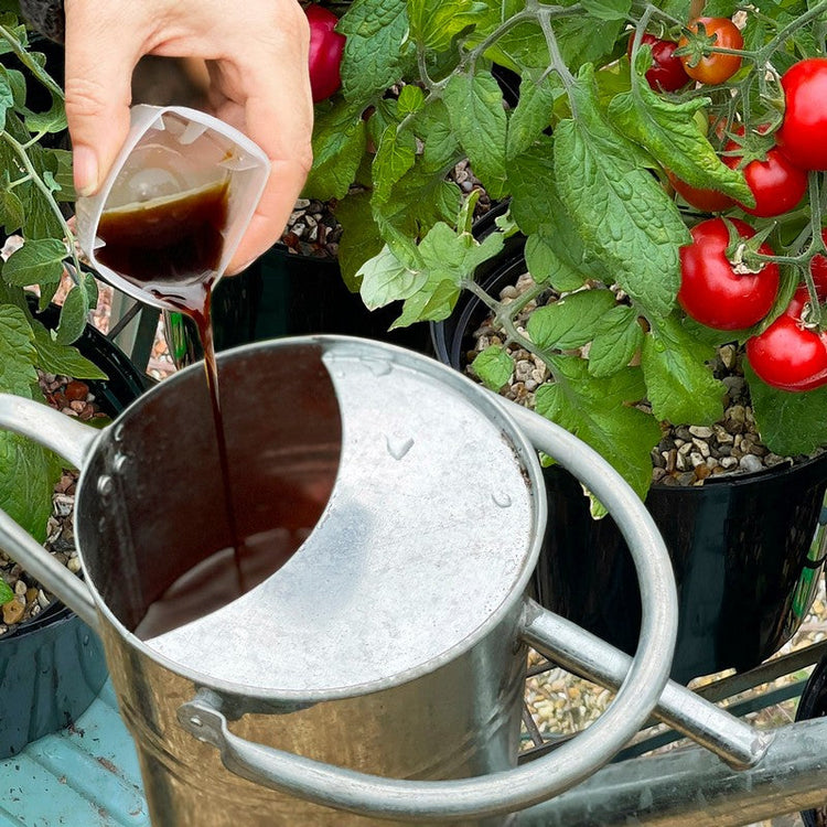 Plant feed being poured into a watering can next to a bed of tomatoes