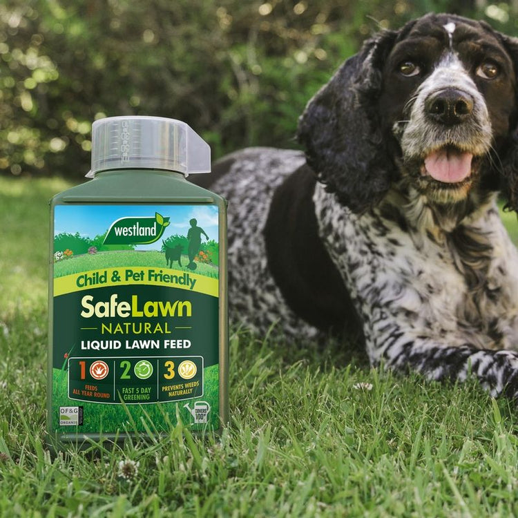 A dog lounging on lush green grass next to safelawn liquid lawn feed