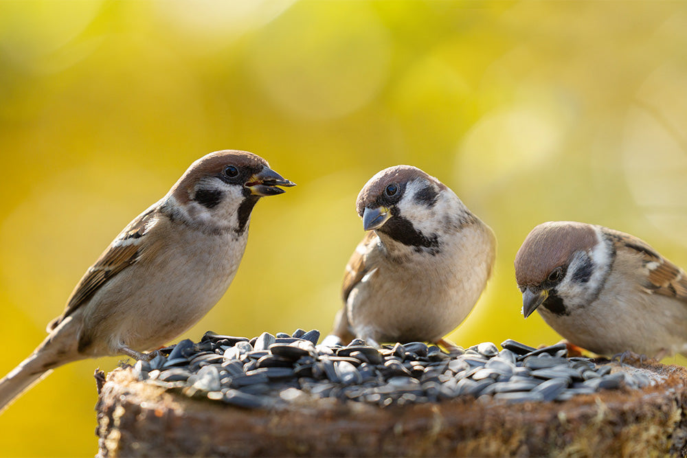 Three sparrow birds on a bird bath