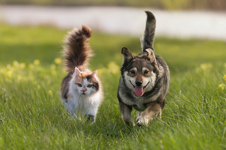 Small Dog and cat playing in a grassy field