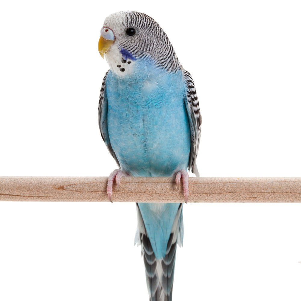 Blue parrot perched on a wooden pole