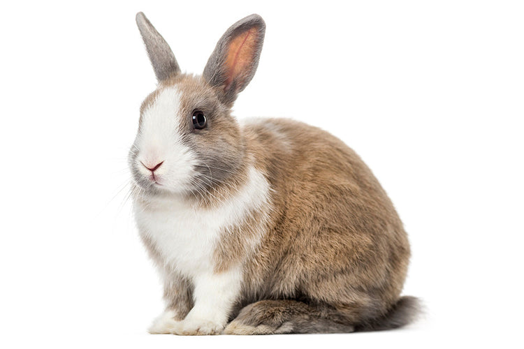 Small brown and white rabbit sitting down