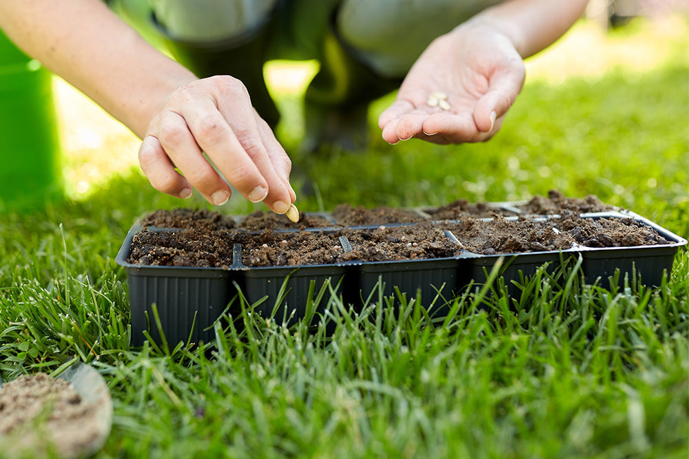 Gardener planting seeds in a plant tray on green grass