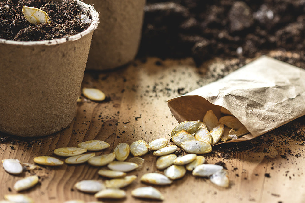 Sunflower seeds scattered around beside growing plant pots 