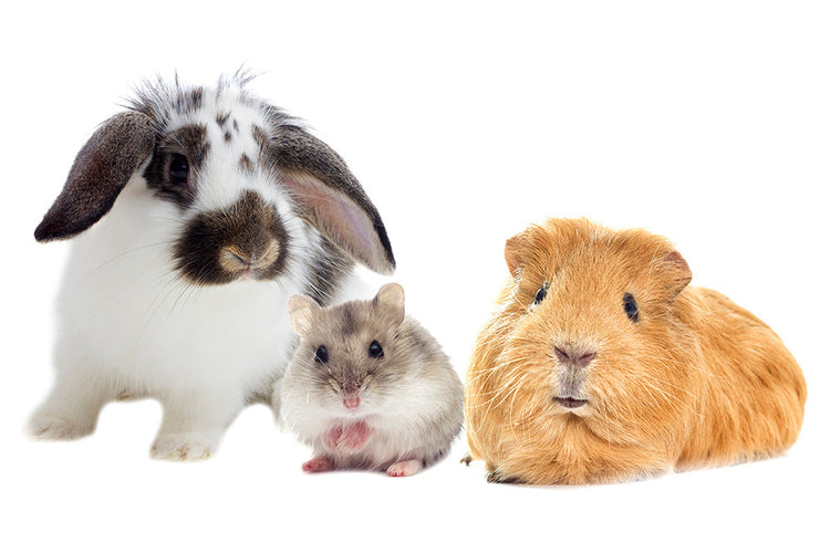 Three small animals consisting of a Rabbit, Hamster and Guinea Pig