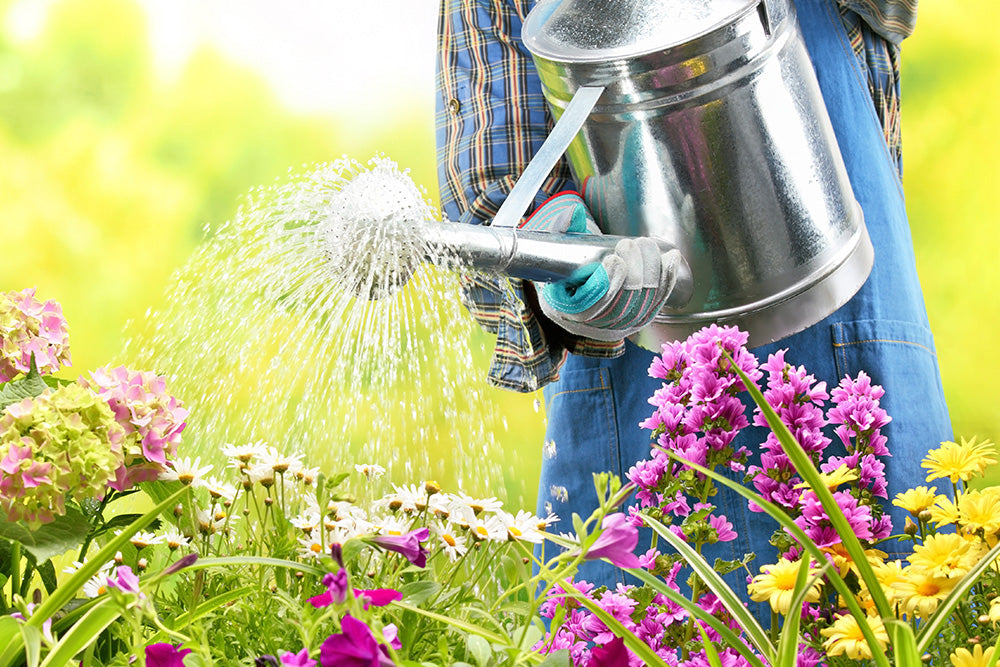 Pink and yellow flowers being watered with a silver watering can