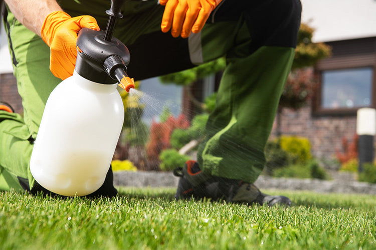 Gardener using a weed killer in a spray bottle