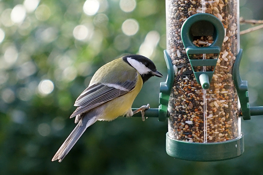 Bird eating seeds from bird feeder