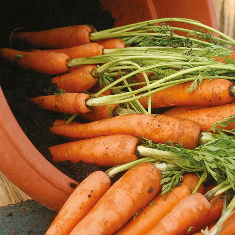 Johnsons Carrot Amsterdam Forcing 3 Sprint Seeds