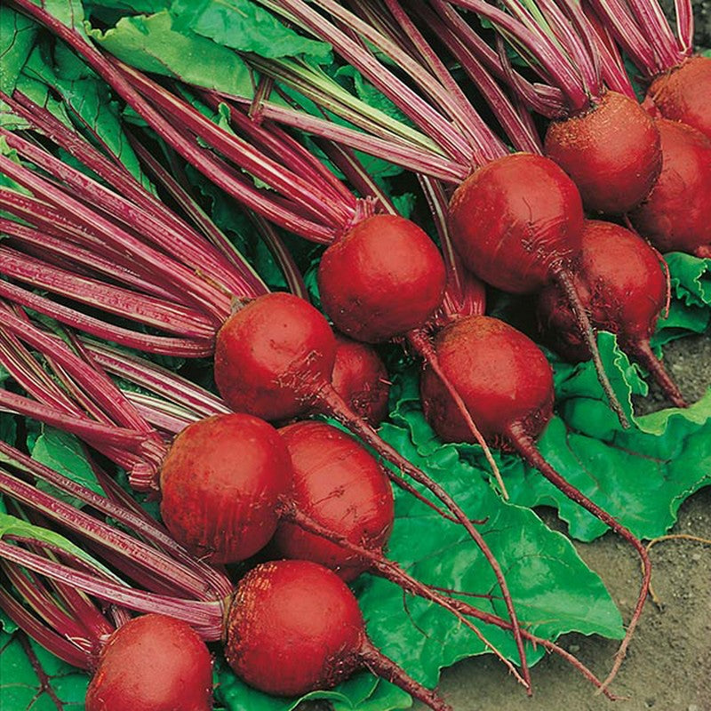 Johnsons Beetroot Detroit 2 Seeds