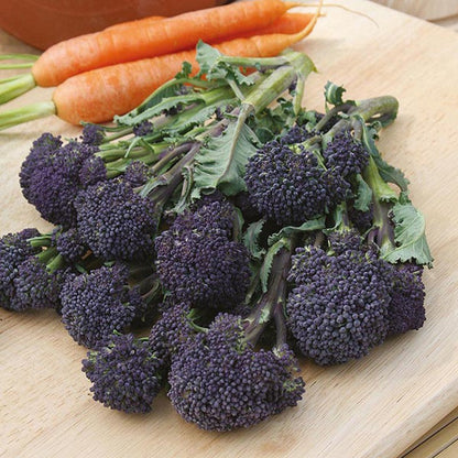 Johnsons Sprouting Broccoli Summer Purple Seeds