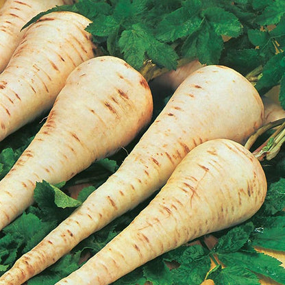 Johnsons Parsnip Gladiator F1 Seeds