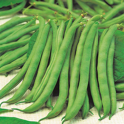 Johnsons Dwarf French Bean Tendergreen Seeds