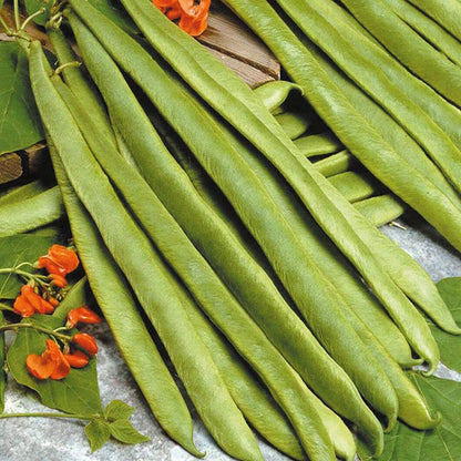 Johnsons Runner Bean Streamline Seeds