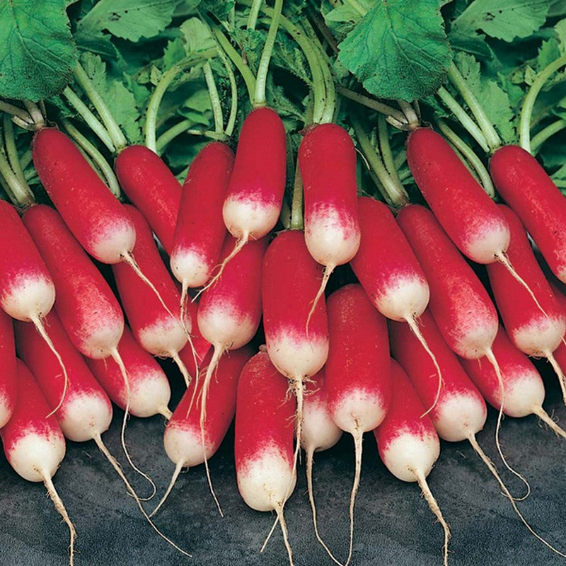 Johnsons Radish Nelson Seeds