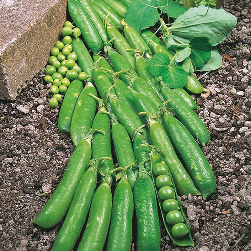 Johnsons Pea Early Little Marvel Seeds