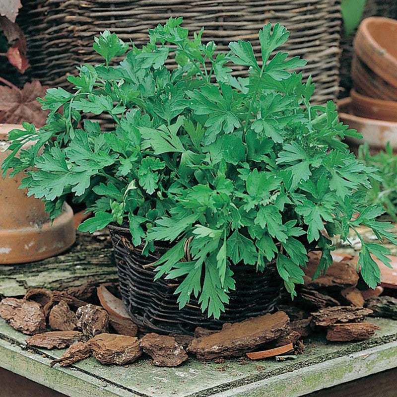 Johnsons Parsley Plain Leaved 2 Seeds