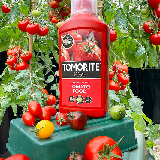 Tomorite Levington Tomorite 1.2L Tomato Food