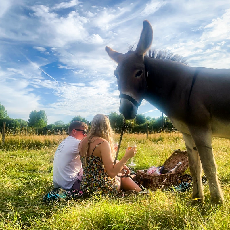 Donkey Picnic for Four at Dashing Donkeys  - Gift Experience