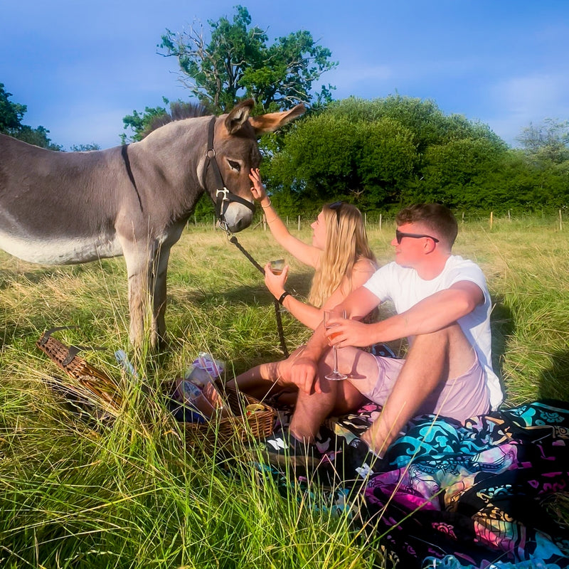 Donkey Picnic for Four at Dashing Donkeys  - Gift Experience