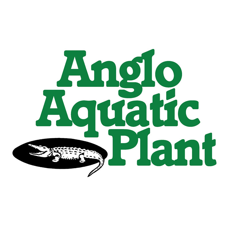 Anglo Aquatics Anglo Aquatics Cotula Coronopifolia 1 Litre 3 Pack