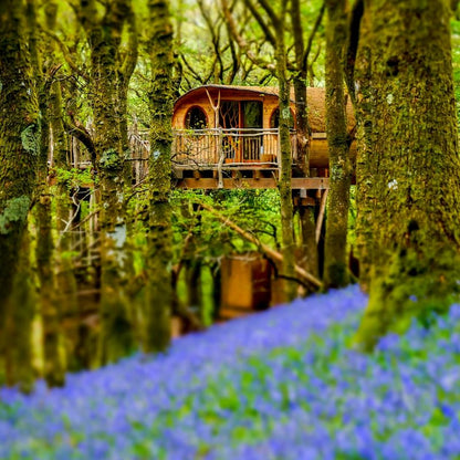 Two Night Snowdonia Treehouse Escape - Gift Experience for Two