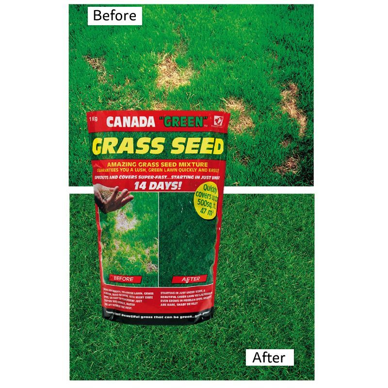 Canada Green Canada Green Grass Seed 1Kg 47 Square Metres Coverage