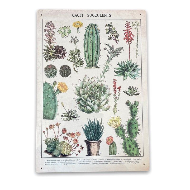 Scarthingwell Vintage Cacti & Succulents Sign Metal Wall Mounted - 42cm