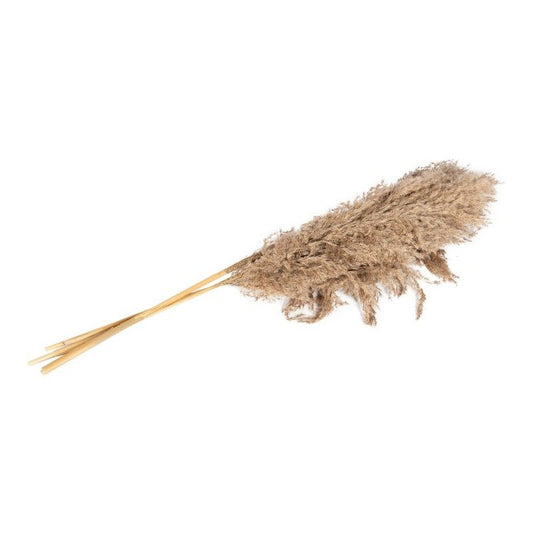 Geko Naturally Dried Pampass Grass Stem 79cm