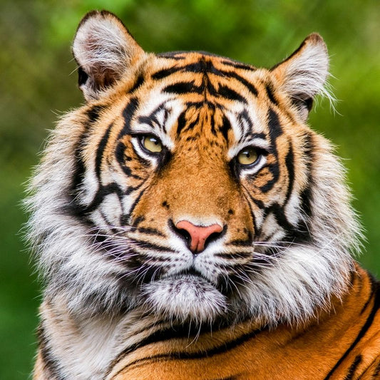 Family Entrance to Dudley Zoological Gardens - Gift Experience