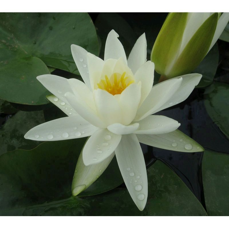 Anglo Aquatics Anglo Aquatics Nymphaea Alba 10 Litre