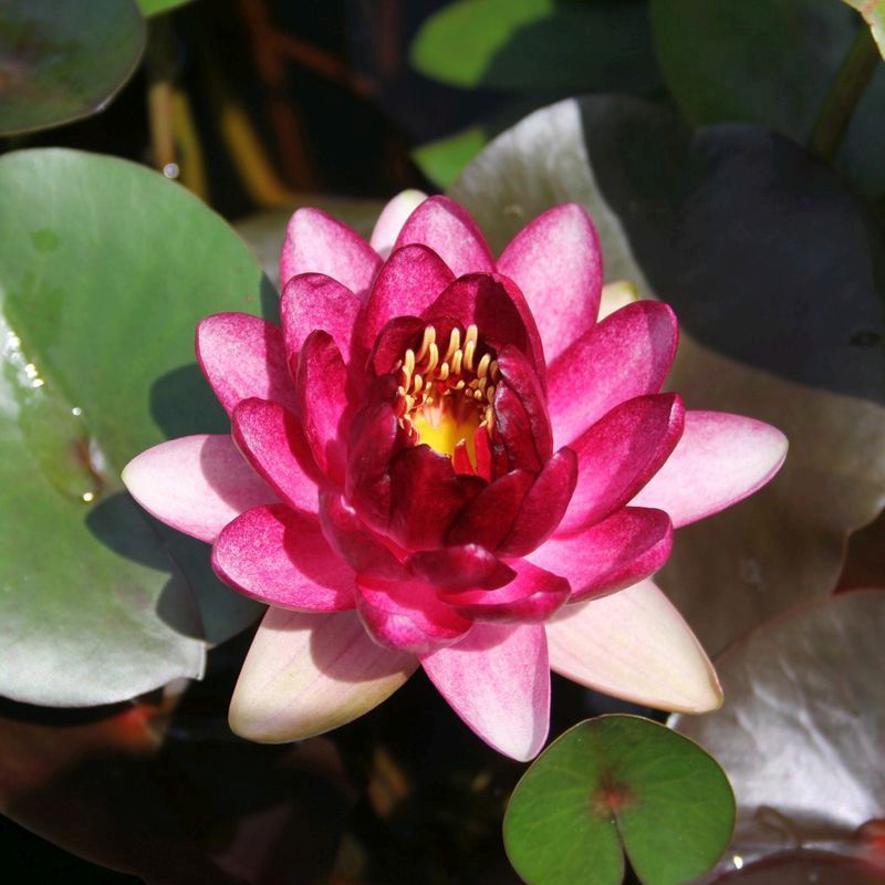 Anglo Aquatics Nymphaea Almost Black 3 Litre