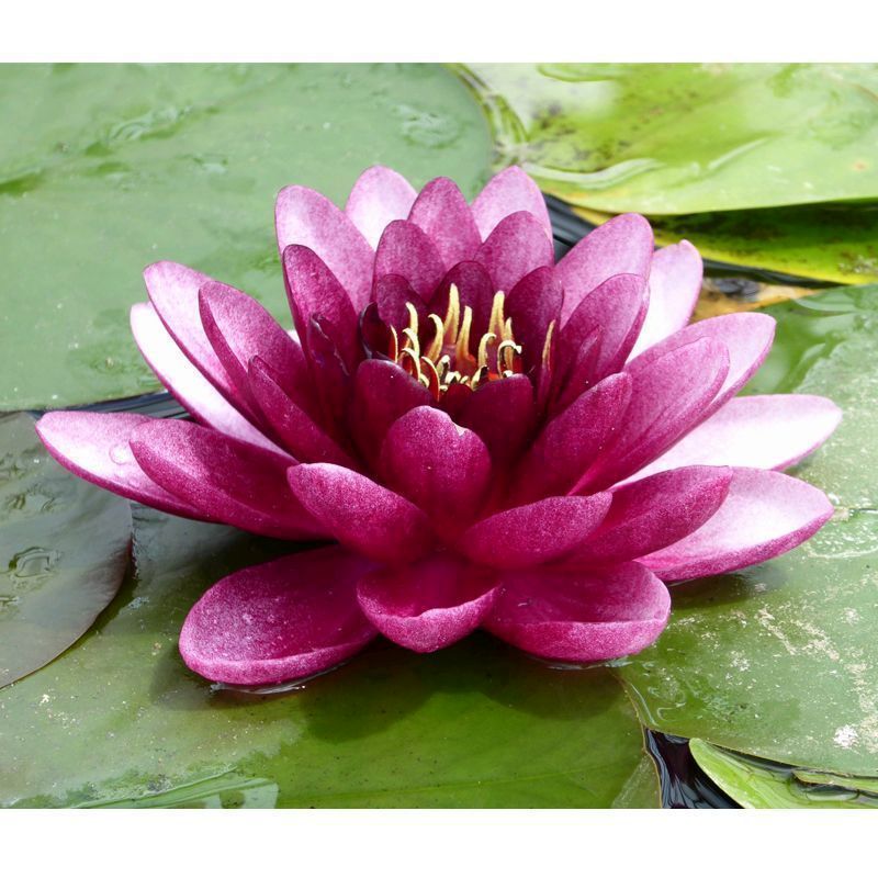 Anglo Aquatics Anglo Aquatics Nymphaea Almost Black 30 Litre