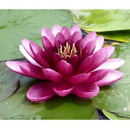 Anglo Aquatics Nymphaea Almost Black 3 Litre