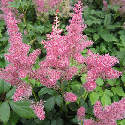 Anglo Aquatics Anglo Aquatics Astilbe Pink 1 Litre 3 Pack