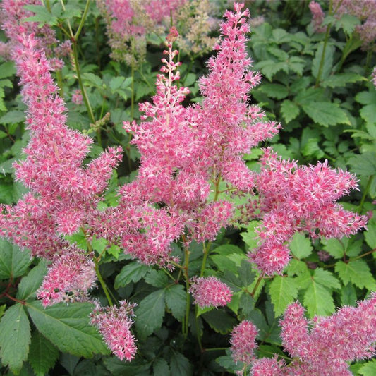 Anglo Aquatics Anglo Aquatics Astilbe Pink 1 Litre 3 Pack