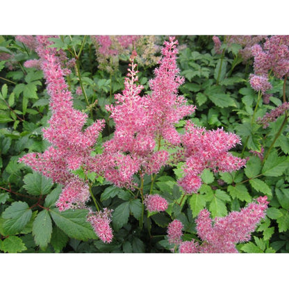 Anglo Aquatics Anglo Aquatics Astilbe Pink 1 Litre