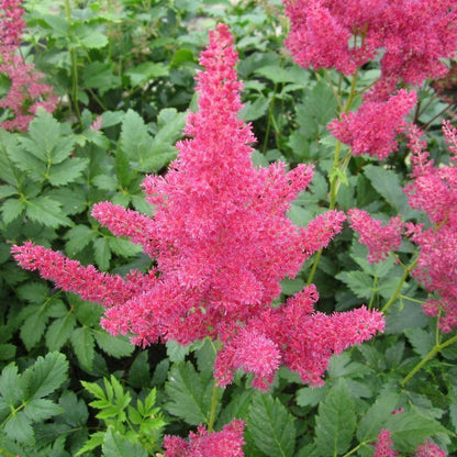 Anglo Aquatics Anglo Aquatics Astilbe Red 1 Litre