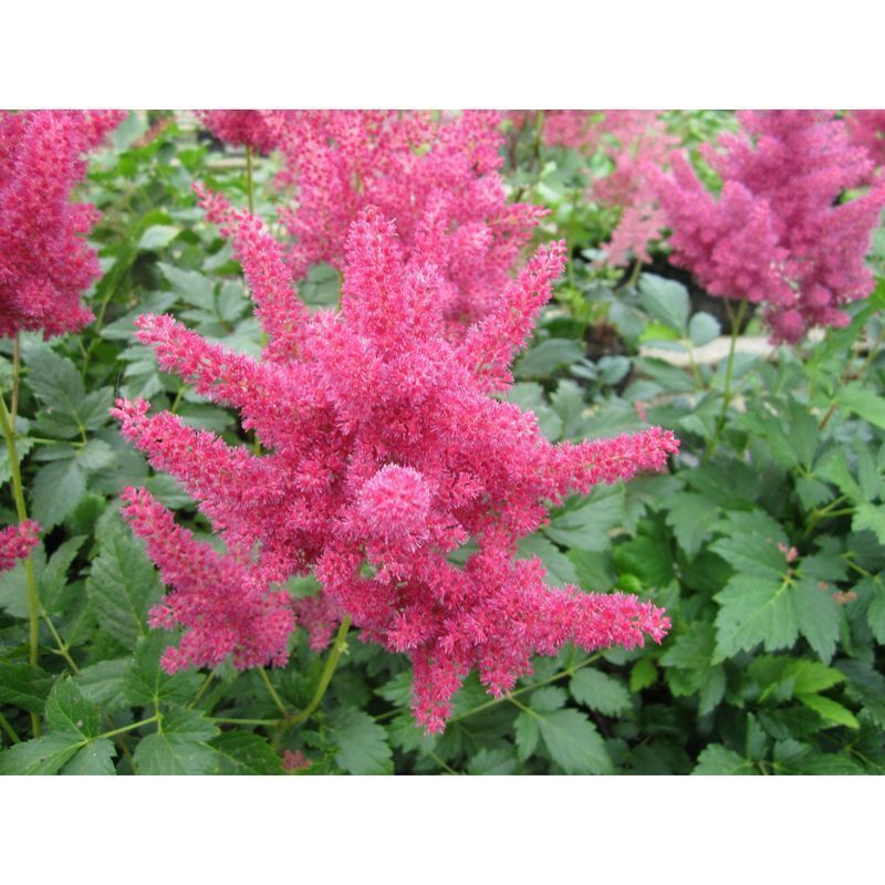 Anglo Aquatics Anglo Aquatics Astilbe Red 1 Litre