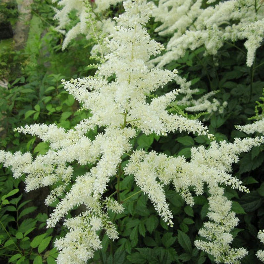 Anglo Aquatics Anglo Aquatics Astilbe White 1 Litre