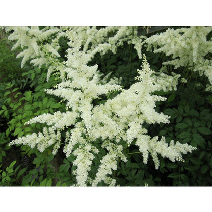 Anglo Aquatics Anglo Aquatics Astilbe White 1 Litre