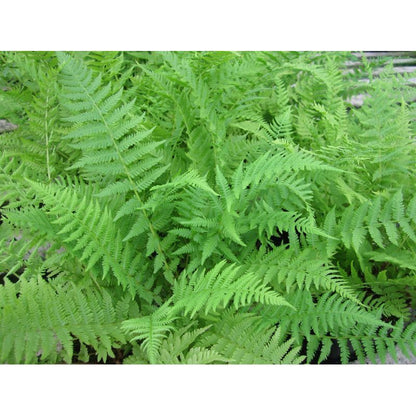 Anglo Aquatics Athyrium Filix Femina 9cm 3 Pack