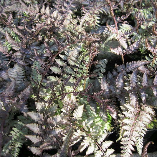 Anglo Aquatics Anglo Aquatics Athyrium Niponicum Metallicum 9cm 3 Pack