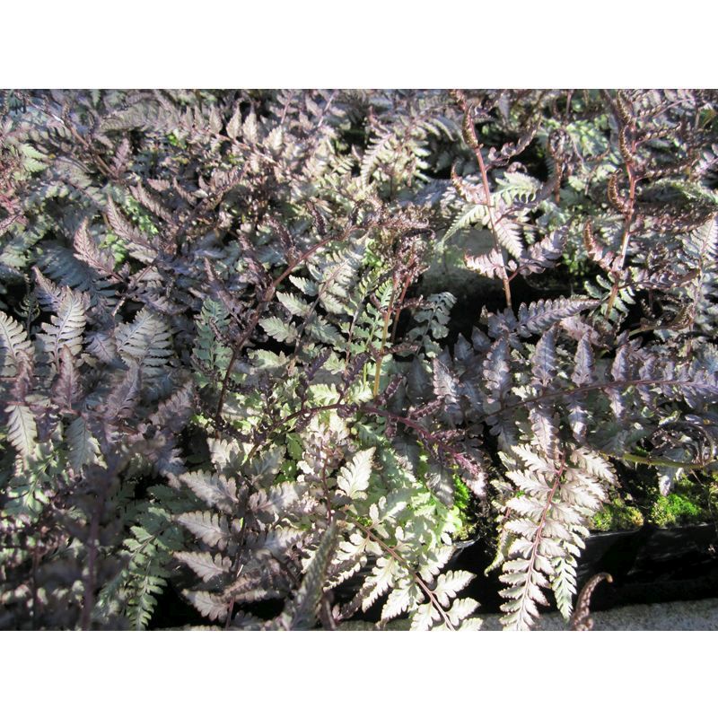 Anglo Aquatics Anglo Aquatics Athyrium Niponicum Metallicum 9cm 3 Pack