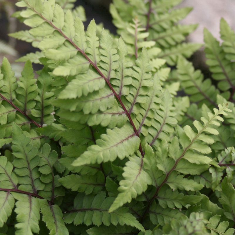 Anglo Aquatics Anglo Aquatics Athyrium Otoph Okanum 9cm 3 Pack