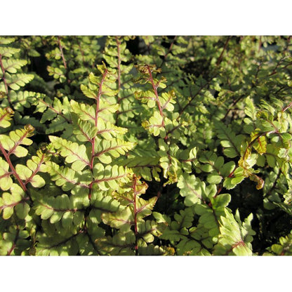 Anglo Aquatics Anglo Aquatics Athyrium Otoph Okanum 9cm 3 Pack